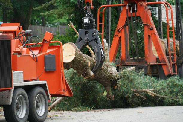 Best Residential Tree Removal  in Hooper, UT